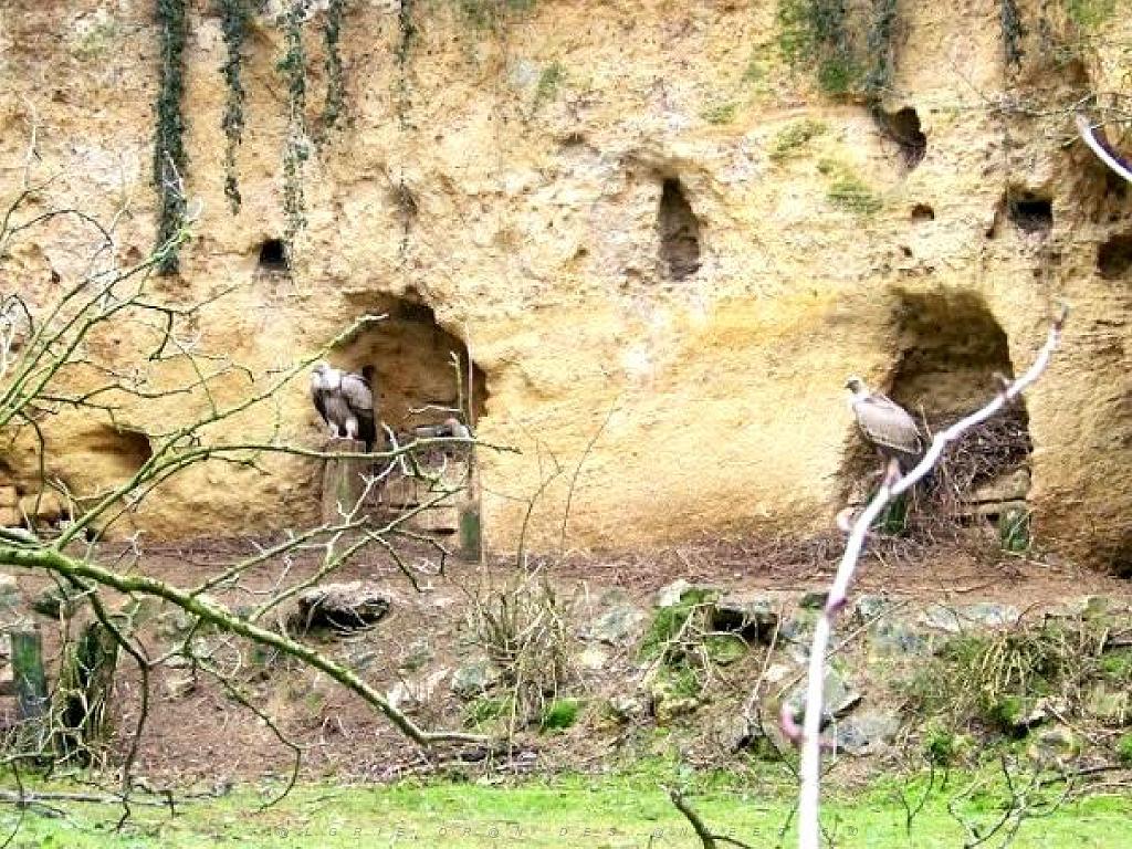 149 BIO PARC DE DOUE LA FONTAINE 5- 2016_000018.jpg